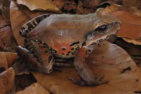 Smoky Jungle Frog