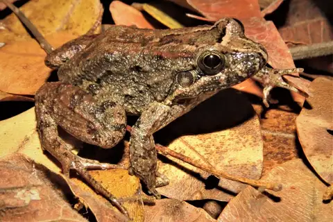 Pointedbelly Frog