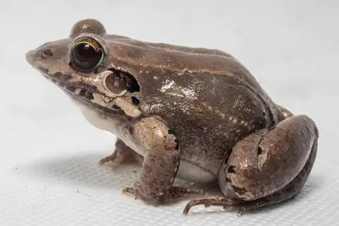 Turbo White-lipped Frog