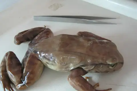Red-thighed Thin-toed Frog