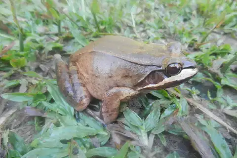 Loreto White-lipped Frog