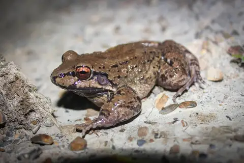 Peru white-lipped frog