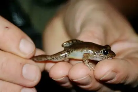 Bolivar White-lipped Frog