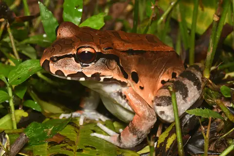 Savage's Thin-toed Frog