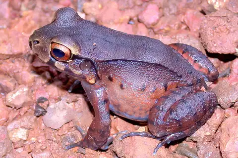 San Jose White-lipped Frog