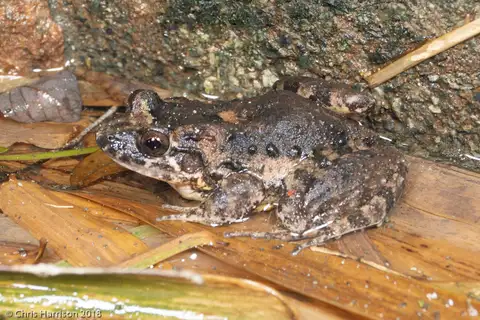 Smooth-skinned Ditch Frog