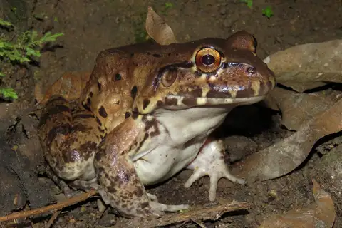 Northeastern Pepper Frog