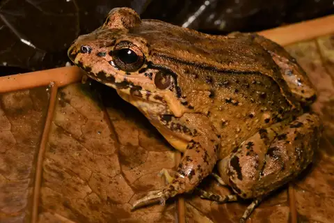Bulun White-lipped Frog
