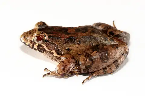 Dwarf Jungle Frog