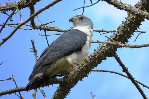 Grey-headed Kite