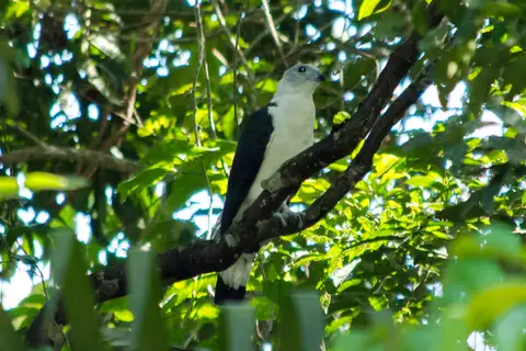 White-collared Kite