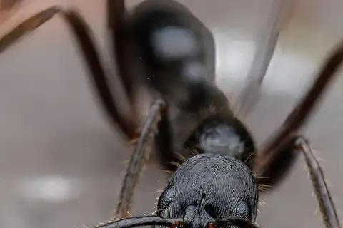 Leptogenys diminuta