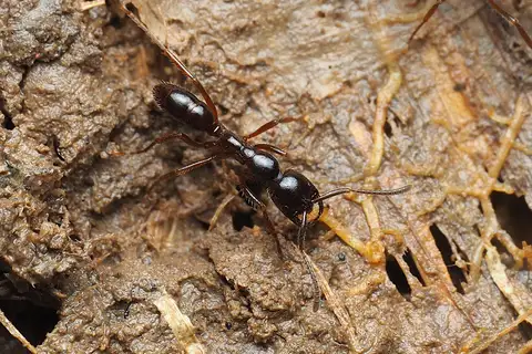 Leptogenys processionalis