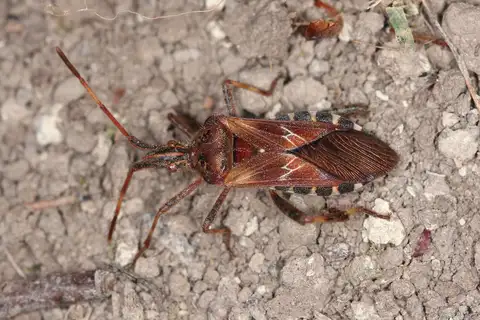 Western Conifer Seed Bug