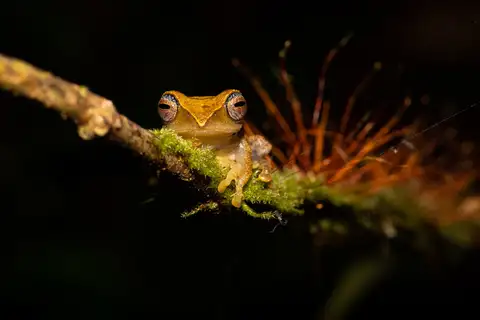 Masked Tree Frog