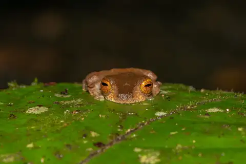 Belalong Flying Frog