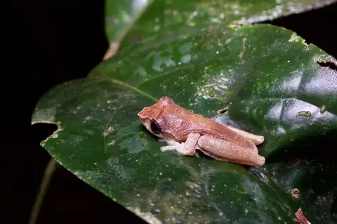 blue-spotted tree frog