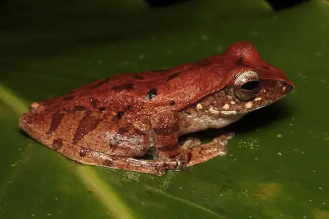 Brown Tree Frog