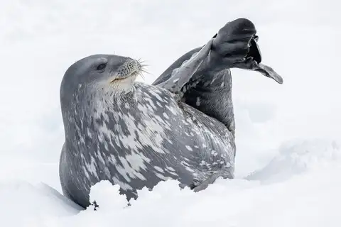 Weddell Seal