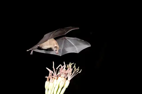 Lesser Long-nosed Bat