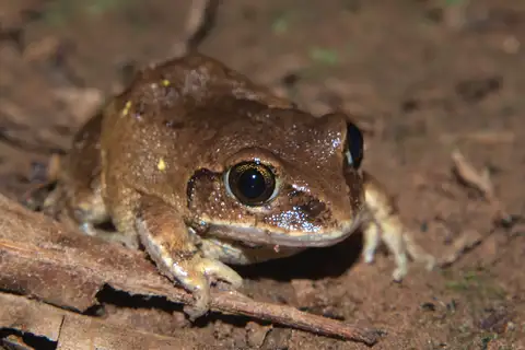 Bocage's Tree Frog