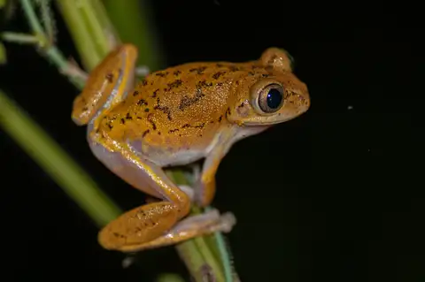 Broadley's Tree Frog