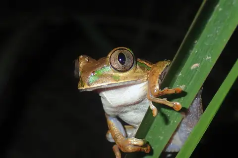 Christy's Tree Frog