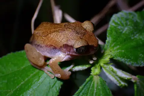 Witu Forest Tree Frog