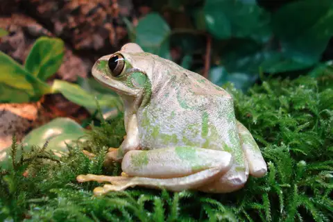 Yellow-spotted Tree Frog