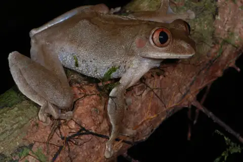 Amani Forest Tree Frog