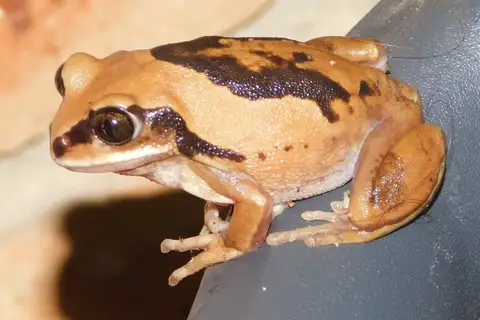 Mozambique Forest Tree Frog