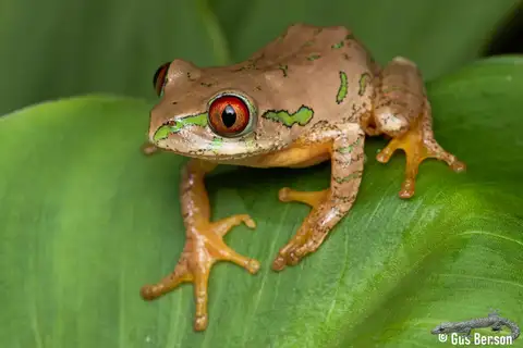 Natal Forest Tree Frog