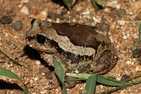 Lake Upemba Forest Tree Frog