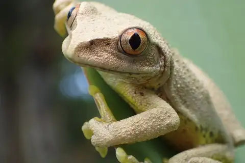 Dime Forest Tree Frog
