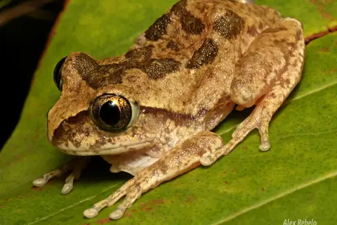 Rusty Forest Tree Frog