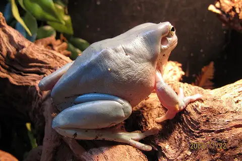 Long-toed Tree Frog
