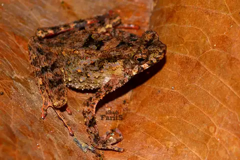 Hourglass Toad