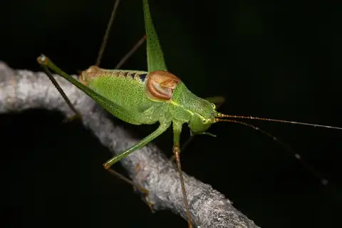 Long-tailed Speckled Bush-cricket
