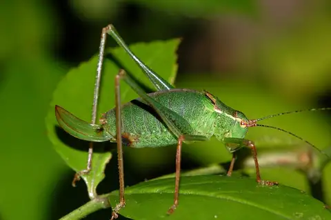 Speckled Bush-cricket
