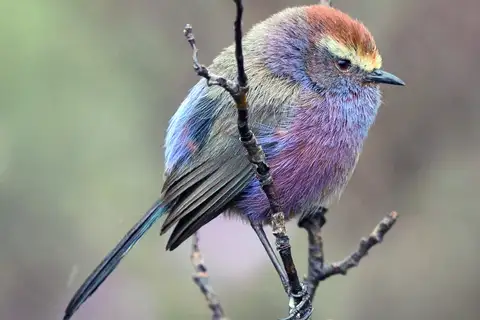 White-browed Tit-warbler