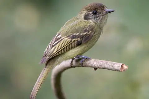 Sepia-capped Flycatcher