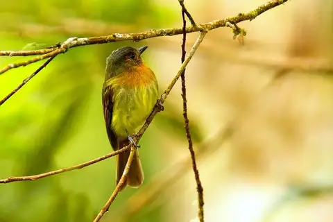 Rufous-breasted Flycatcher