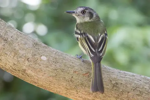 Slaty-capped Flycatcher