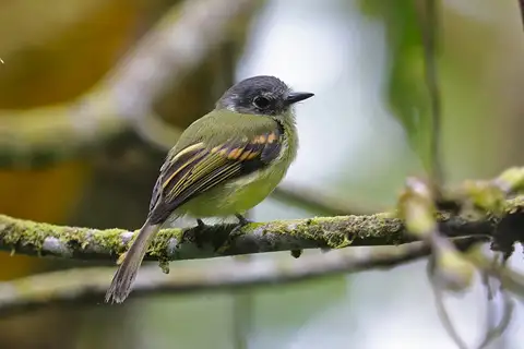 Inca Flycatcher