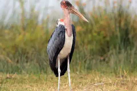 Marabou Stork