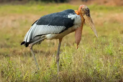 Greater Adjutant