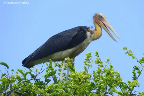 Lesser Adjutant