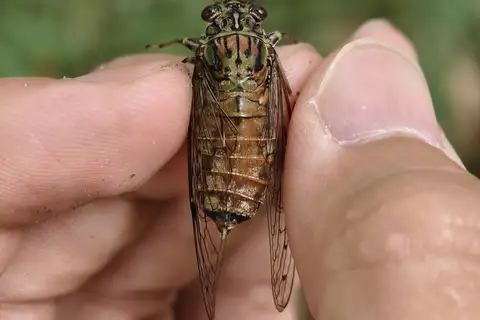 Leptosemia huasipana