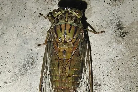 Leptosemia takanonis