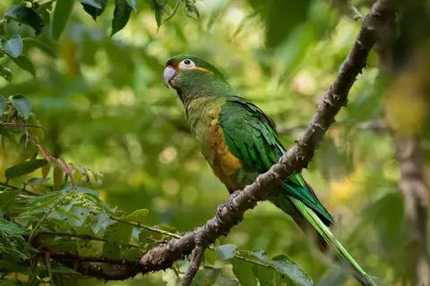 Golden-plumed Parakeet